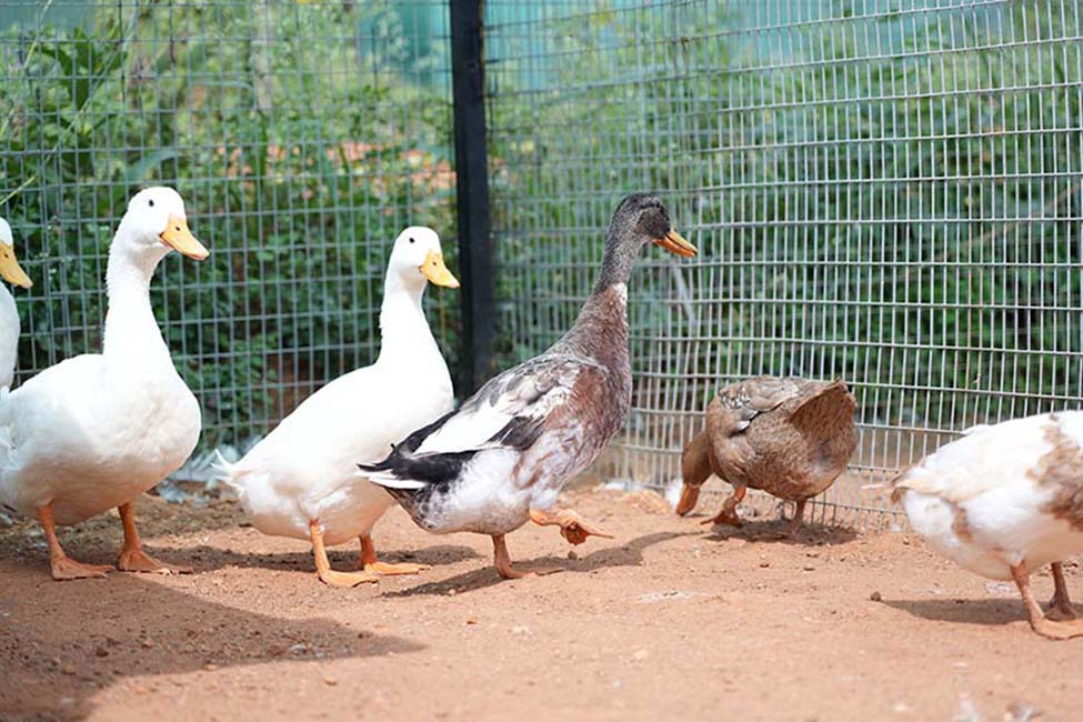 Indian Runner Duck