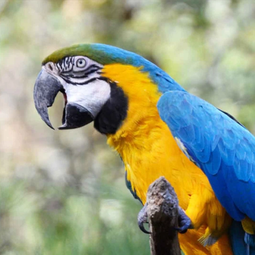 01_Blue and Gold Macaw-South America