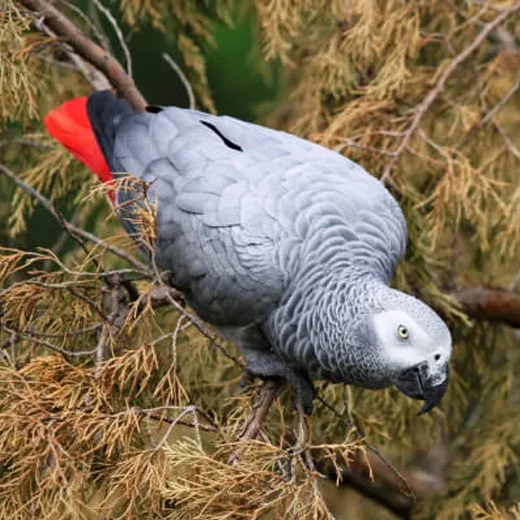 02_African Grey Parrot-Africa