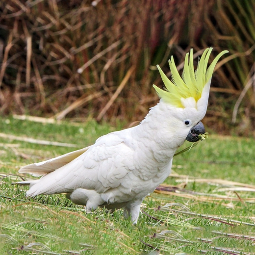 03_Sulphur Crested Cockatoo-Australia