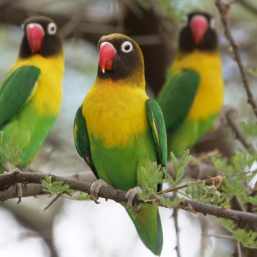 04_African Love Bird-Africa