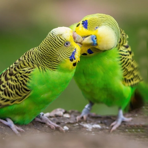 05Budgies-Australia