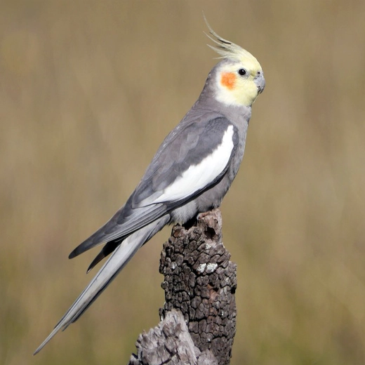 06Cockateils-Australia