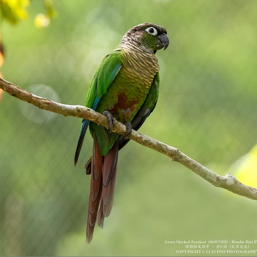 07Green Cheeked-South America