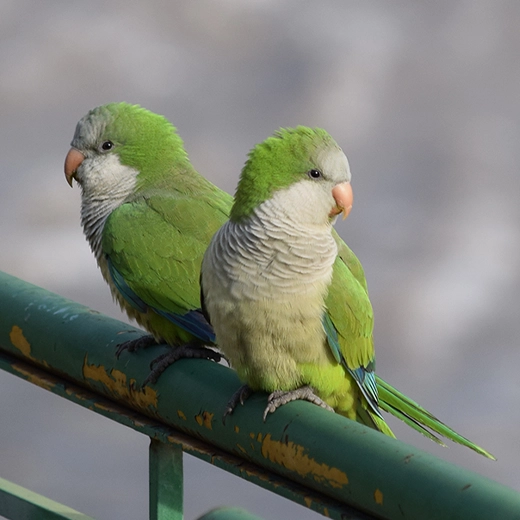 08Monk Parakeet-South America