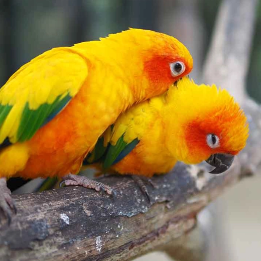 10Sun Conures-South America