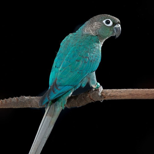 11Turquoise conure-South America