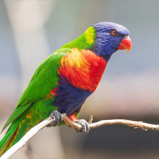 12Rainbow Lorikeet-Australia