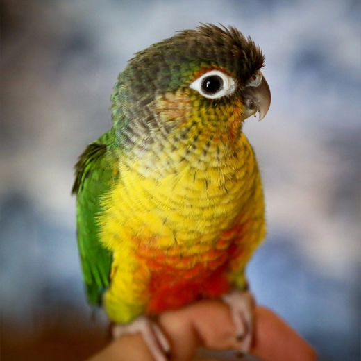 13Yellow Sided Conure-South America