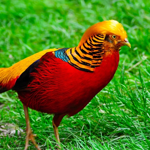 14Golden Pheasant-China