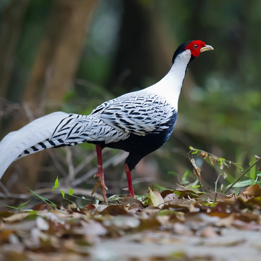 15Silver Pheasant-Canada