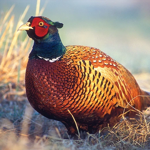 16Common Pheasant-China