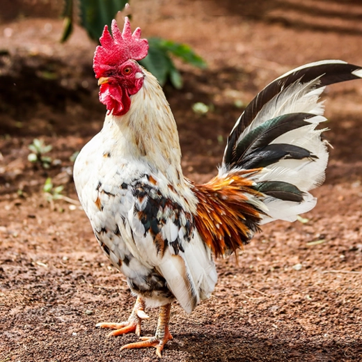 19Bantam-Indonesia