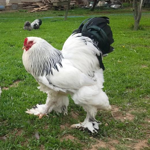 20Brahma-USA