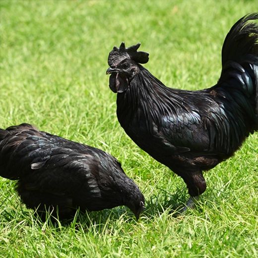 21Kadaknath Poultry_India