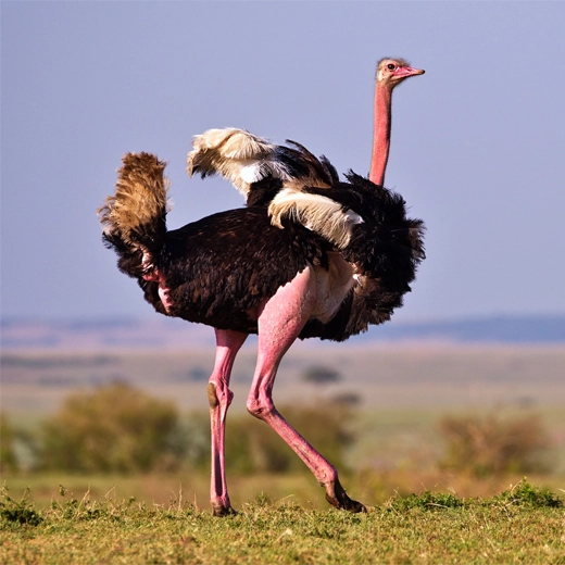 24Ostrich-Africa