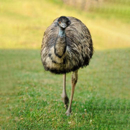 25Emu_Australia
