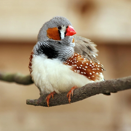 28Zebra Finch-Australia