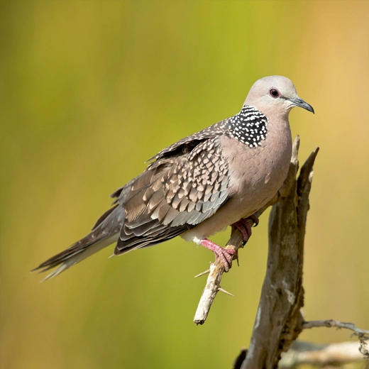 29Spotted Dove-Asia