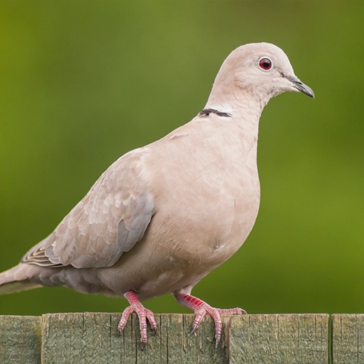 30Collared Dove-Asia