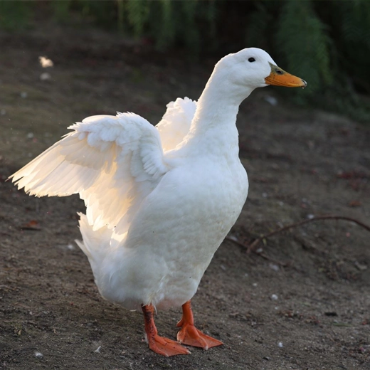 32American Pekin Duck-China