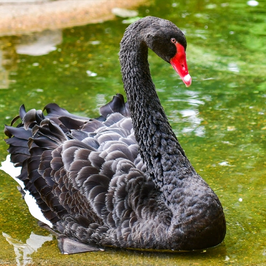 32Black Swan_Australia