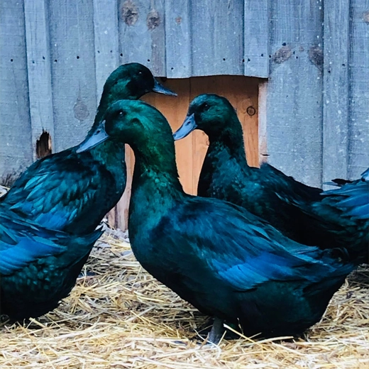 34Cayuga Ducks_USA