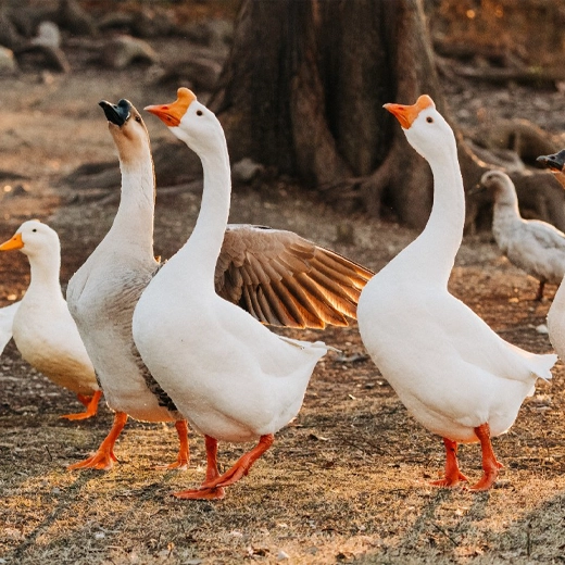 35Chinese_Goose- China