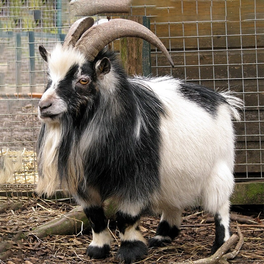 African Pygmy goat_Africa