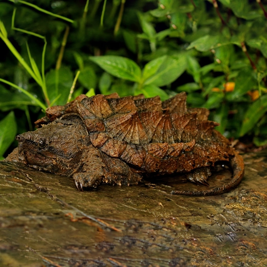 Alligator Snapping Turtle-Southern United States