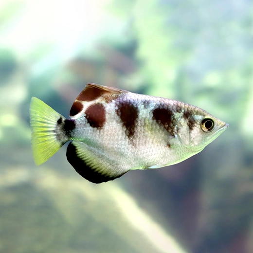 Archer_Fish_South east Asia