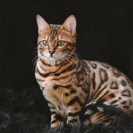 Bengal_Cat_USA