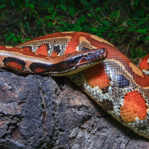 Our Family - Birds of Paradise Foundation