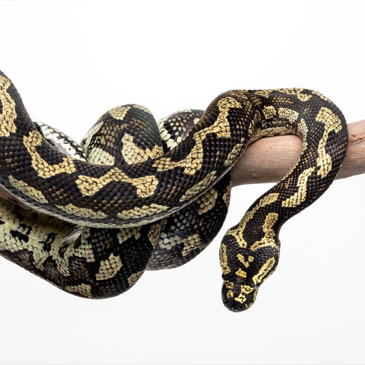 Carpet python-Australia