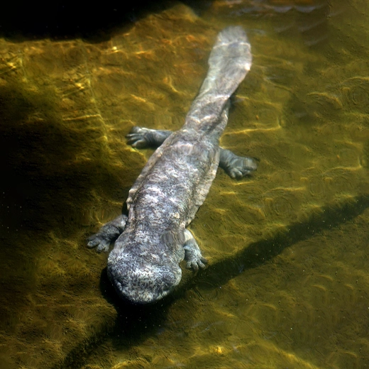 Chinese Giant Salamander_China