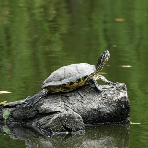 Chinese long tail turtle-China
