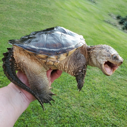 Common Snapping Turtle-Canada