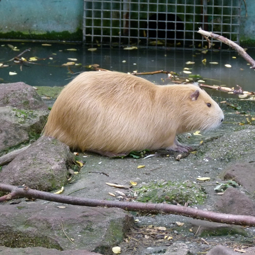 Coypu-South America