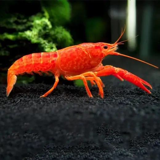 Crayfish-Asia