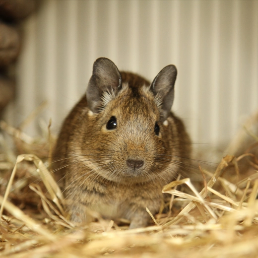 Degu Rats-South America