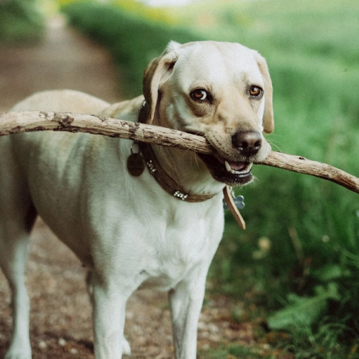 Dogs