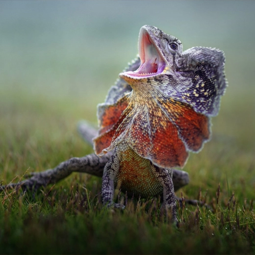 Frill Lizard-Australia