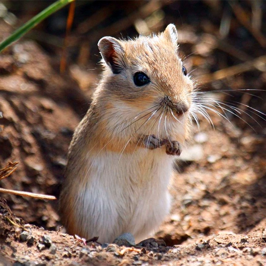 Gerbils-Africa