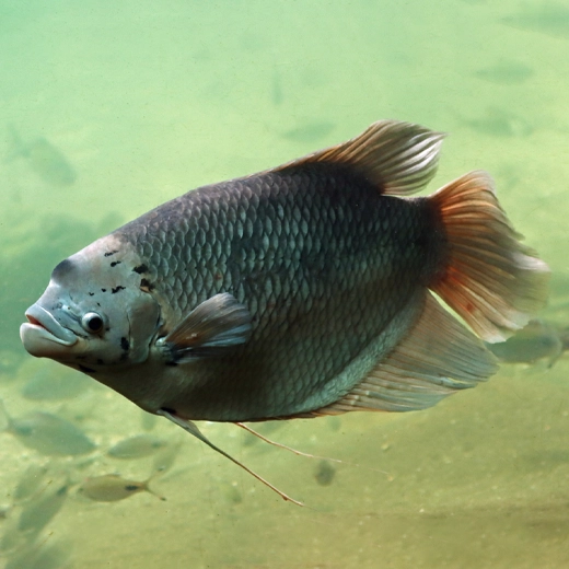 Giant Gourami_South east Asia