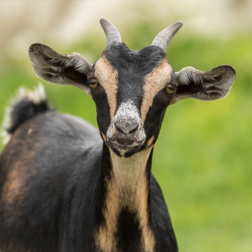Goat_India