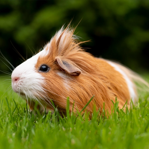 Guinea Pig-South America