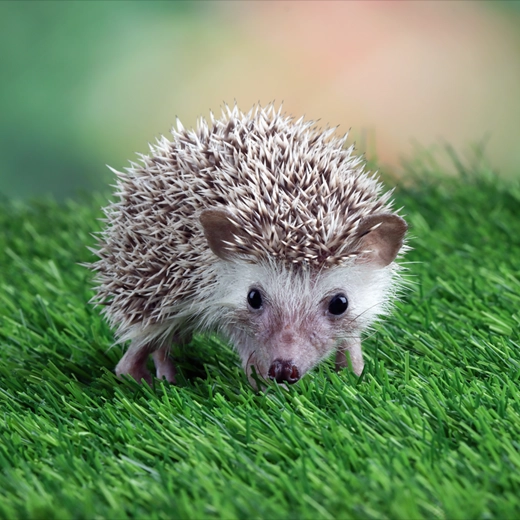 Hedgehog_Europe