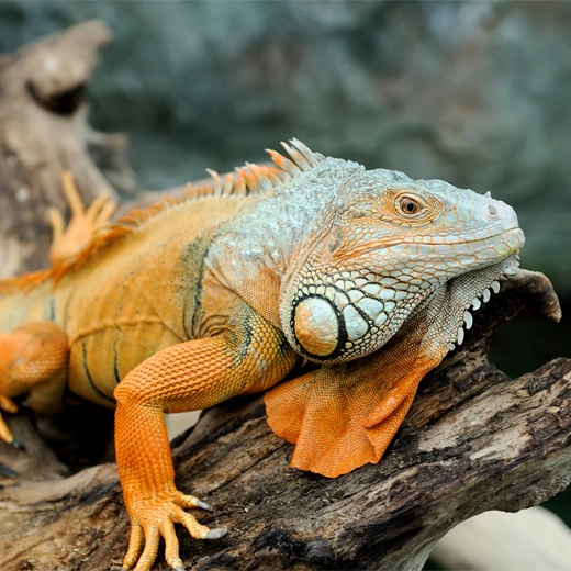 Iguana-South America
