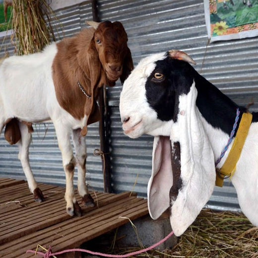 Jamunapari Goat_India