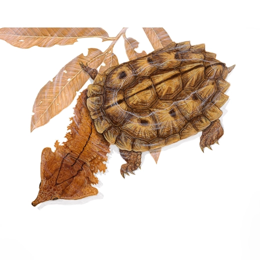 Mata Mata Turtle-South America
